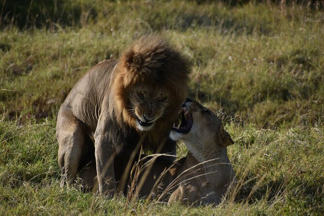 06 Days Kenya LuxuryLodge Safari - Day 4: Rhinos, flamingos, and the long road to Amboseli