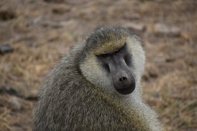 06 Days Kenya LuxuryLodge Safari - Day 5: Elephants and Kilimanjaro in Amboseli