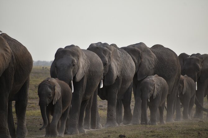 06 Days Kenya LuxuryLodge Safari - Day 6: One final drive and the return to Nairobi