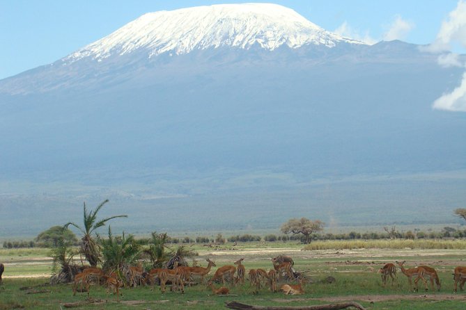 1-Day Amboseli Safari - Eight hours among Amboseli’s five habitats