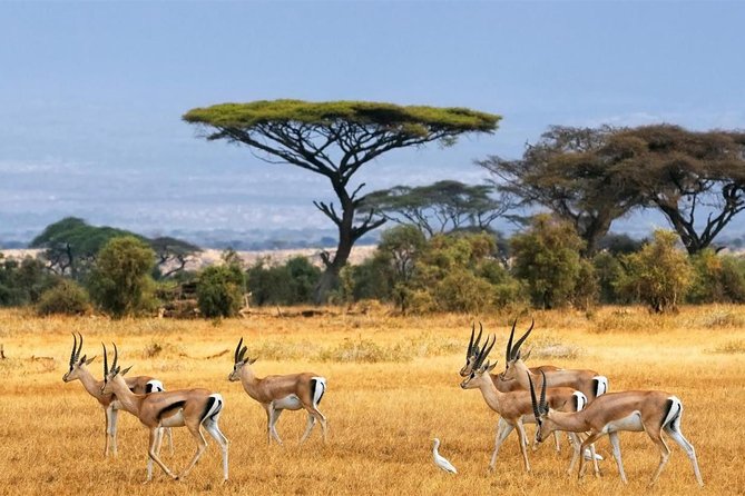 1 Day Classic Amboseli Safari - Why Amboseli works for a one-day safari