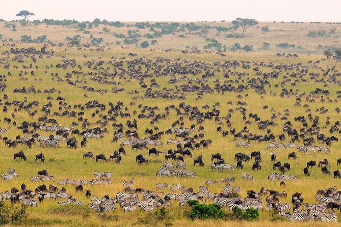 1-Day Maasai Mara Safari - What the $599 price really covers