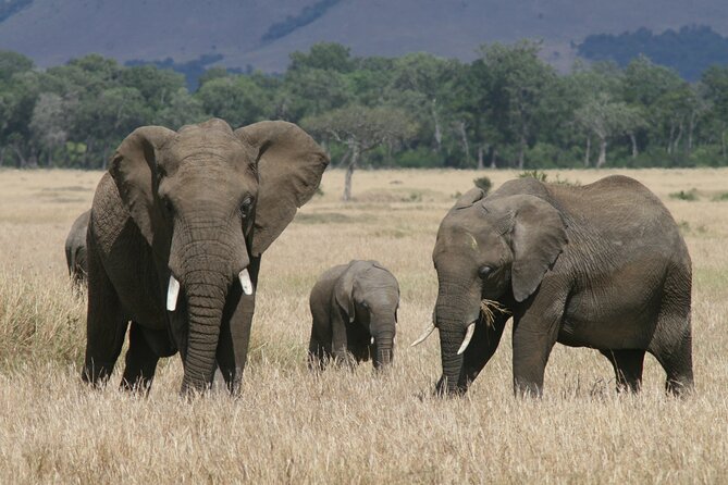 1-Day Maasai Mara Safari - Entering Maasai Mara for the main game drive