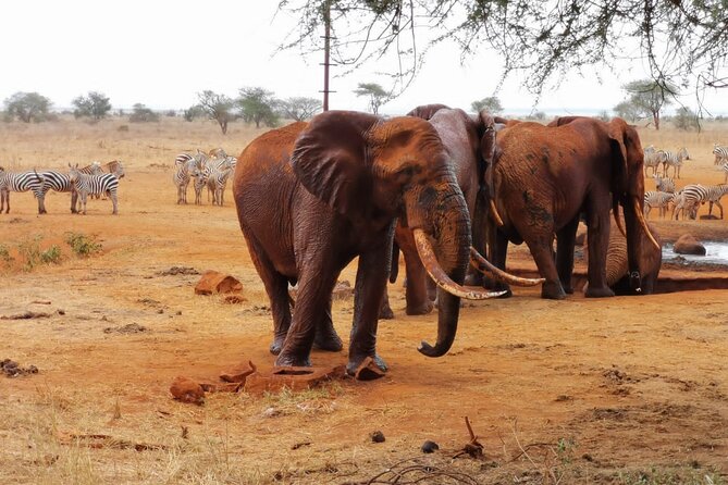 1 Day Red Elephant Safari starting from Diani beach. - Why Tsavo East is worth the long morning
