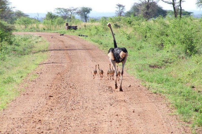 1 Day Red Elephant Safari starting from Diani beach. - Lunch brings a useful pause