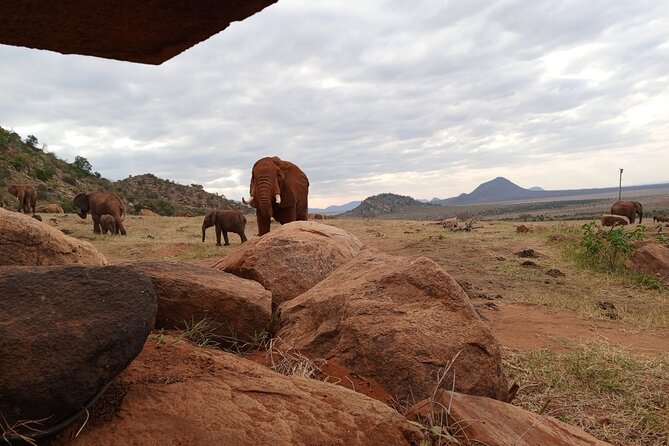1 Day Red Elephant Safari starting from Diani beach. - The afternoon drive and park exit