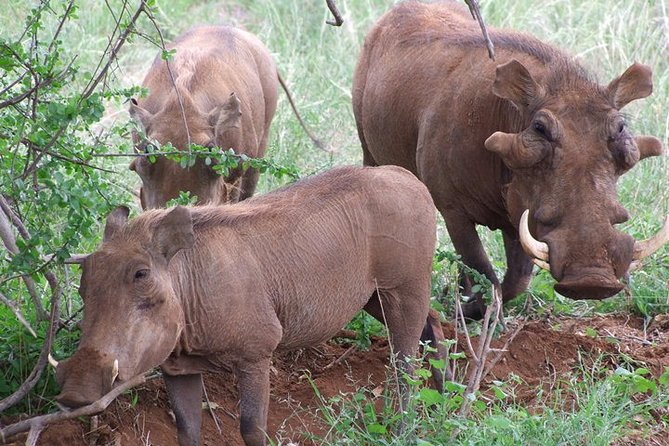 1 Day Red Elephant Safari starting from Diani beach. - Is $511 per person good value?