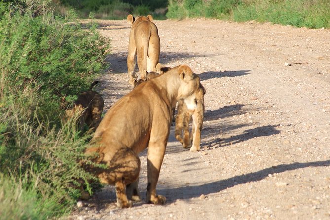 1 Day Red Elephant Safari starting from Diani beach. - Entering Tsavo East through Bachuma Gate