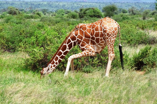 1 Day Shimba Hills starting from Diani Beach. - Is $248 a fair price?