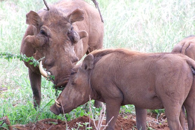 1 Day Shimba Hills starting from Diani Beach. - Walking through the reserve to Sheldrick Falls