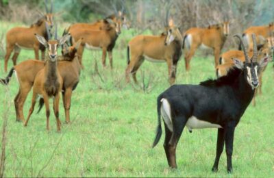 1 day Shimba Hills Tour
