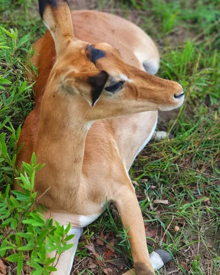 1 day Shimba Hills Tour - The afternoon drive and return around 4:00 pm