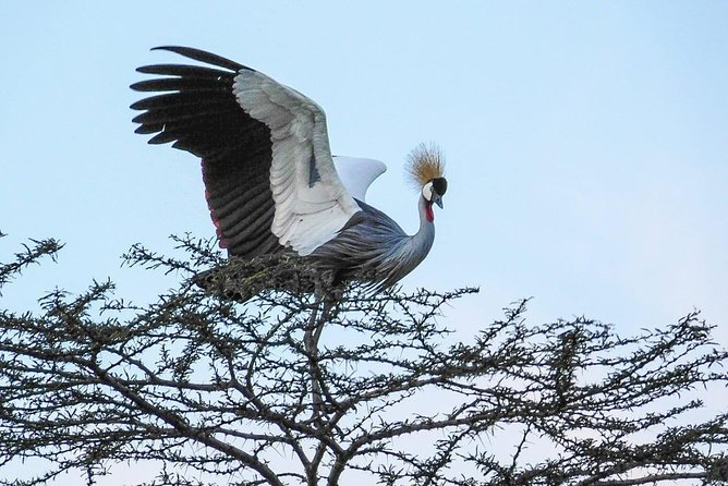 1 Day Tour Nairobi National Park,Giraffe Center&Karen Blixen - Karen Blixen Museum and Nairobi’s literary connection