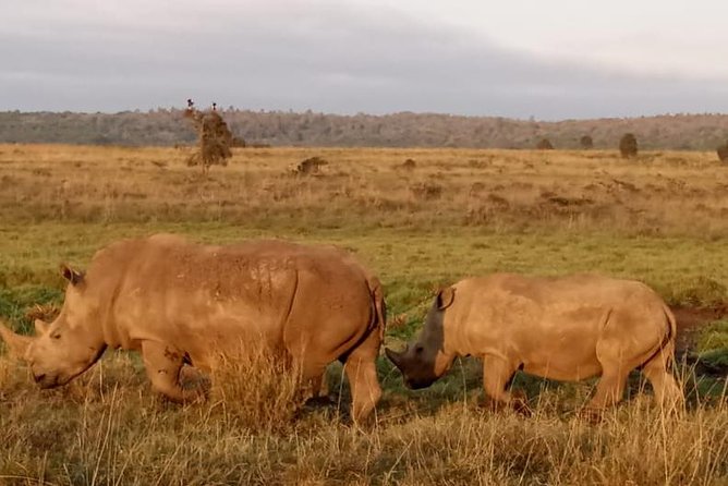 1 Day Tour Nairobi National Park,Giraffe Center&Karen Blixen - The real price: $46 is only the starting point