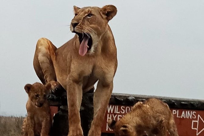 1 Day Tour Nairobi National Park,Giraffe Center&Karen Blixen - Pickup, timing, and small practical details