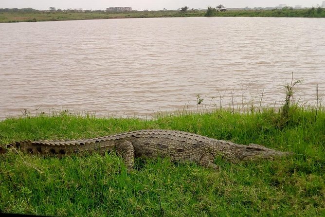 1 Day Tour Nairobi National Park,Giraffe Center&Karen Blixen - Who will get the most from this day