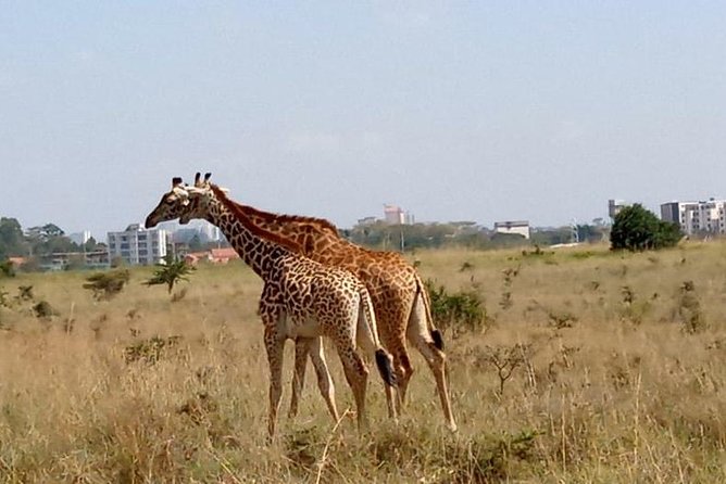 1 Day Tour Nairobi National Park,Giraffe Center&Karen Blixen - What four hours in Nairobi National Park feels like