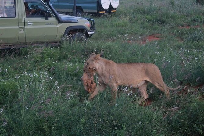 1 Day Tsavo East Safari Discovery of Kenya's Wildlife - The 4:30 am departure from Diani Beach