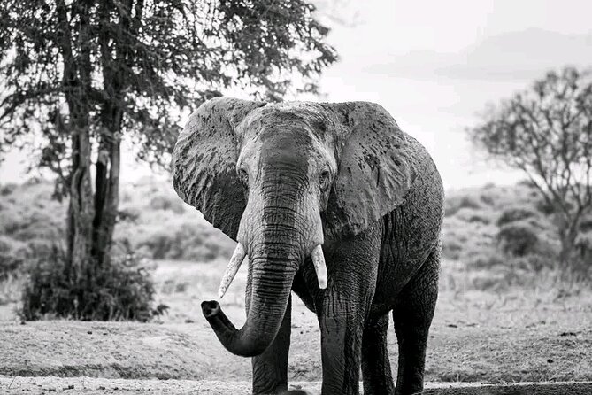 1 Day Tsavo East Safari Discovery of Kenya's Wildlife - Wildlife beyond the Big Five