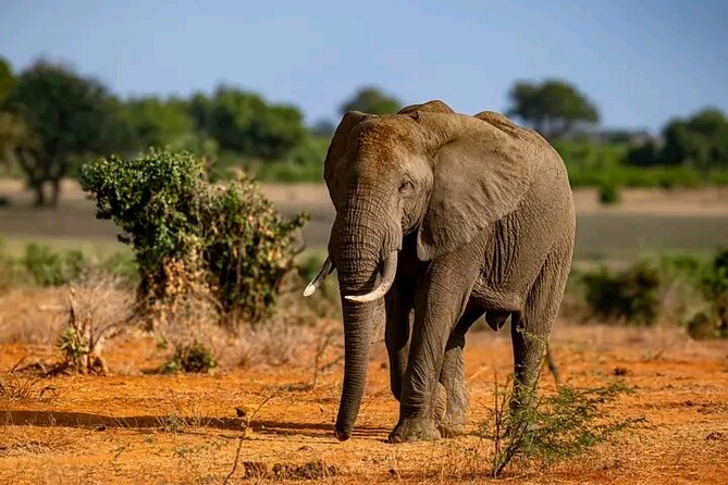 1 Day Tsavo East Safari Discovery of Kenya's Wildlife - Lunch at Sentrim Tsavo Camp