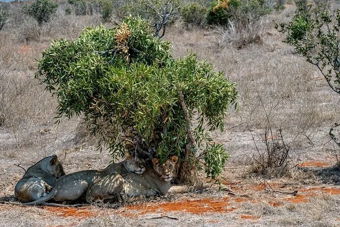 1 Day Tsavo East Safari Discovery of Kenya's Wildlife - Is $450 good value?