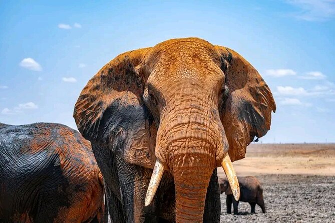 1 Day Tsavo East Safari Discovery of Kenya's Wildlife - Red elephants and the Tsavo setting