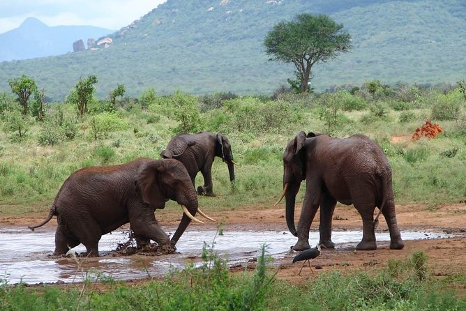 1-Day Tsavo East Safari From Mombasa - The 5:30 am start from Mombasa or Diani Beach