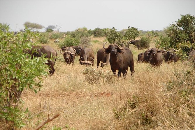 1-Day Tsavo East Safari From Mombasa - Lunch at Ashnil Aruba and what is included