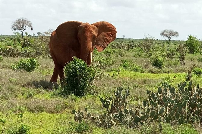 1 Day Tsavo East Safari ( Minimum 2 Pax) - Lunch above the Tsavo plains
