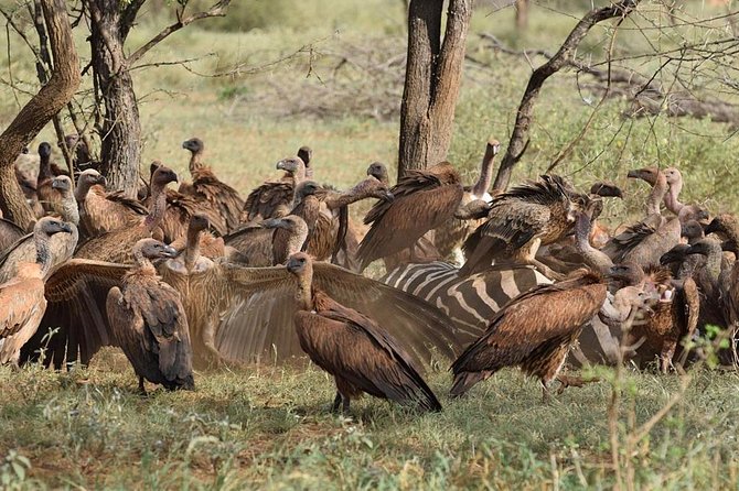 1 Day Tsavo East Safari ( Minimum 2 Pax) - The second game drive and exit from the park