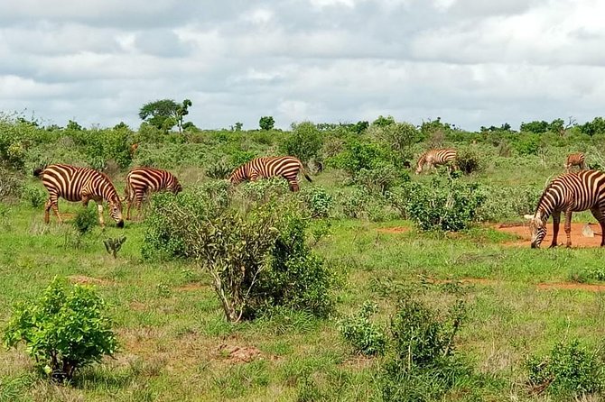 1 Day Tsavo East Safari ( Minimum 2 Pax) - How much value does $250 provide?