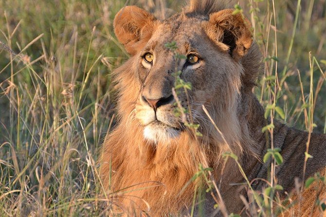 1 Day Tsavo East Safari ( Minimum 2 Pax) - What kind of guide should you expect?