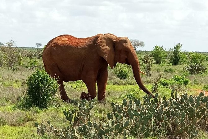 1 Day Tsavo East Safari ( Minimum 2 Pax) - Practical details that affect the day