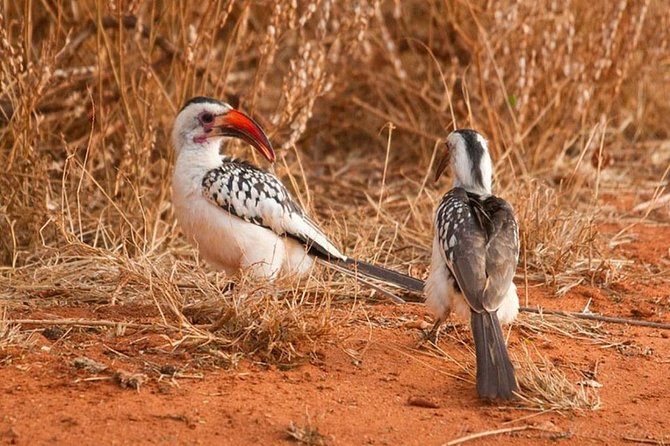 1 Day Tsavo East Safari ( Minimum 2 Pax) - Who will enjoy this Tsavo day trip?