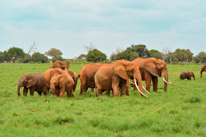 10-Day Private Tour in Big Five Safari and Beaches - Day 7: One last drive, then the coast