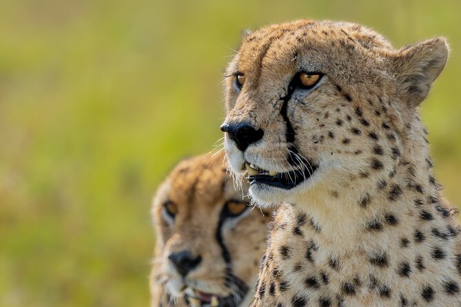 10-Day Private Tour in Big Five Safari and Beaches - Day 1: From Nairobi to the Rift Valley and Maasai Mara