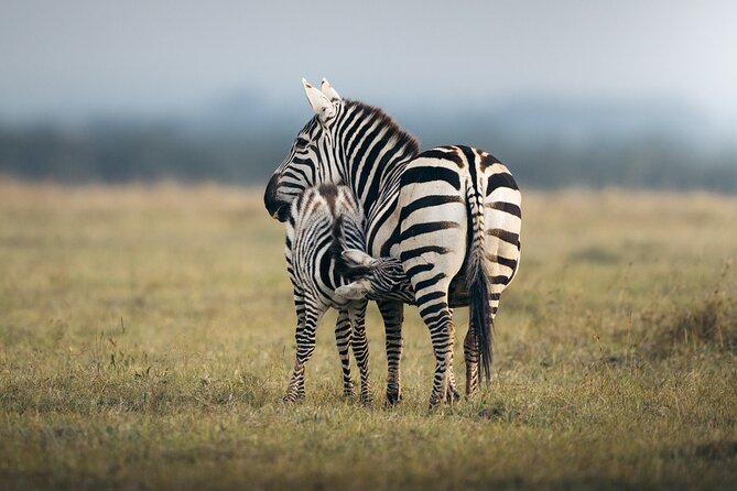 10 -Days Best of Kenya and Tanzania Classic Safari - Amboseli and the Kilimanjaro view