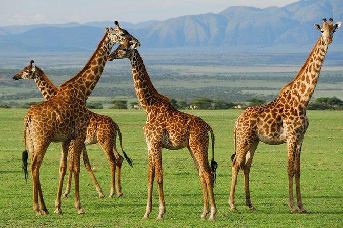10-Days Explore Kenya Wildlife Private Safari - Day 9: Amboseli beneath Mount Kilimanjaro