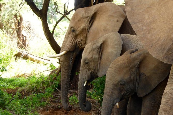 10-Days Explore Kenya Wildlife Private Safari - Day 2: Early wildlife in Samburu