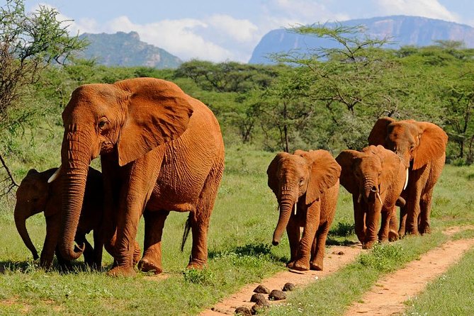 10-Days Kenya Wildlife Private Safari and Mombasa Diani Beach Holidays - Returning to Nairobi and flying to Diani