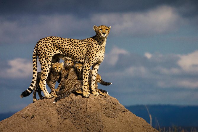10-Days Kenya Wildlife Private Safari and Mombasa Diani Beach Holidays - Who will enjoy this safari most