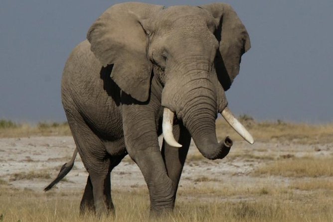 10 Days Migration Luxury Safari - Day 1: A gentle start at Fairmont Norfolk