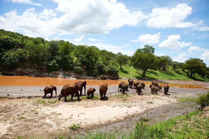 11-Day Serengeti, Maasai Mara, Tarangire, Amboseli Park - Why this route packs in so much