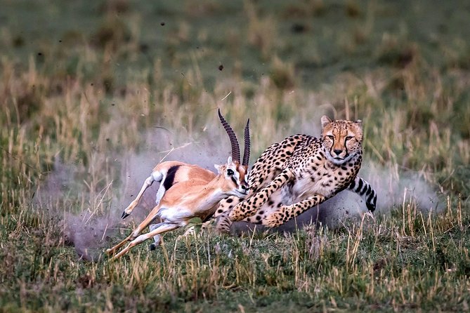 11-Days Best of Kenya & Tanzania Big 5 Safari on a 4x4 Jeep - Two days in the Maasai Mara