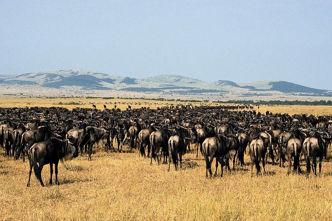 11-Days Best of Kenya & Tanzania Big 5 Safari on a 4x4 Jeep - Crossing from Kenya into Tanzania