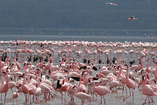 11-Days Best of Kenya & Tanzania Big 5 Safari on a 4x4 Jeep - The Serengeti gets open skies and late driving