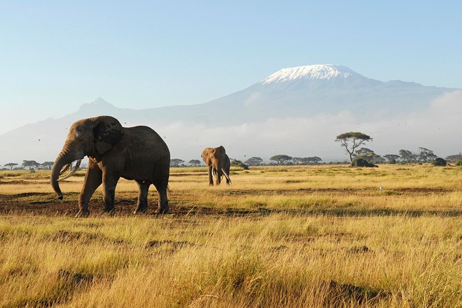 11-Days Best of Kenya & Tanzania Big 5 Safari on a 4x4 Jeep - Ngorongoro Crater earns a full day