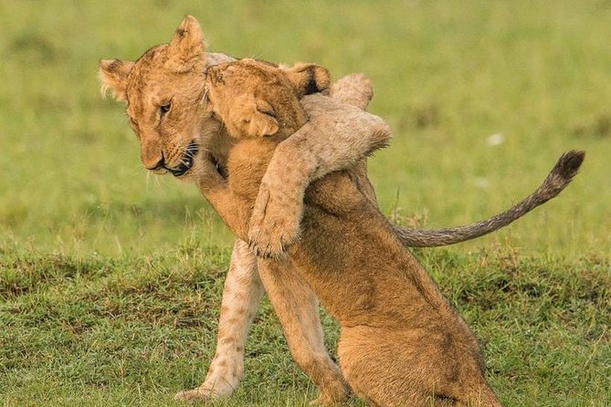 11-Days Best of Kenya & Tanzania Big 5 Safari on a 4x4 Jeep - Lake Manyara and the final night in Arusha