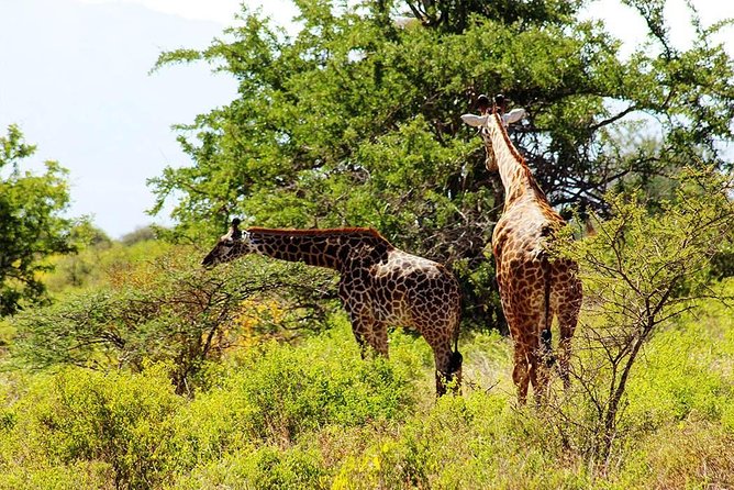 11-Days Best of Kenya & Tanzania Big 5 Safari on a 4x4 Jeep - What the $5,275 price buys you