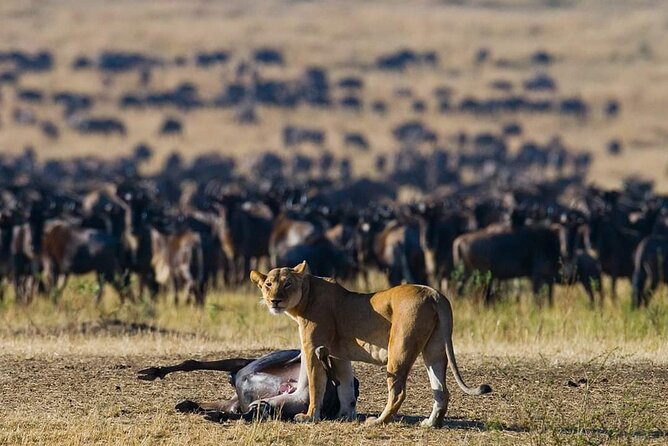 11 Days Guided Group Safari in Kenya And Tanzania - Key points at a glance